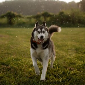 online consult – Hondentraining